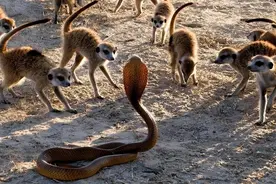 中国第一毒蛇有多强？毒性轻松碾压眼镜王蛇，可以在大陆横着走？图片