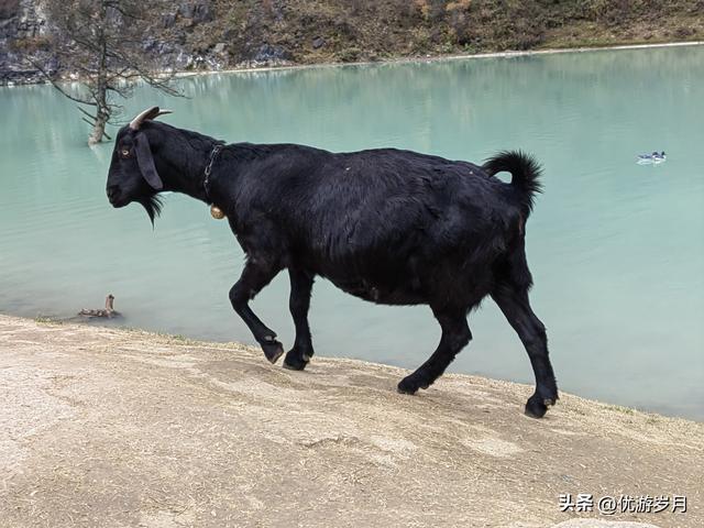 秦岭狮子沟牧场&牛奶湖