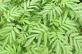 骨头断了也能接？这种“接骨草”村里人都抢着挖，家乡遇见请保护图片