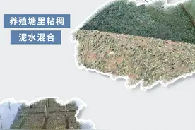 少吃牛蛙！比起寄生虫，更可怕的是这个问题！图片