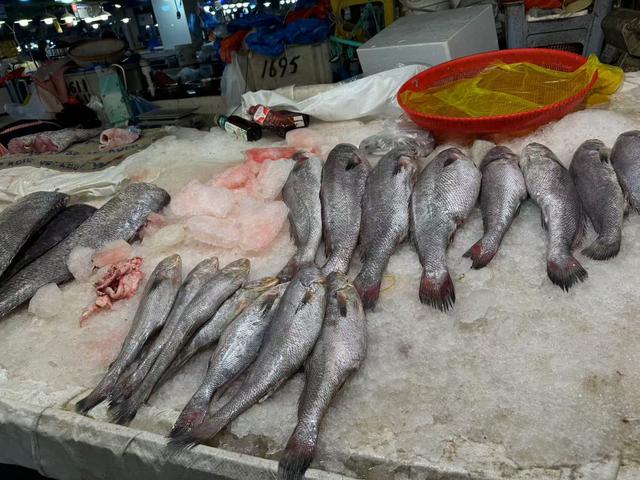 冷冻花胶多少钱一斤 2026年冷冻花胶多少钱一斤合适