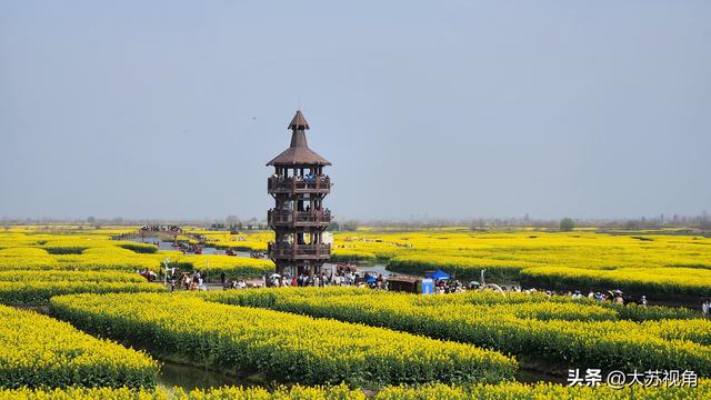 别再挤婺源了！江苏藏着全球唯一水上油菜花海，一眼沦陷
