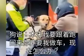 狗坐电动自行车没带头盔被罚图片
