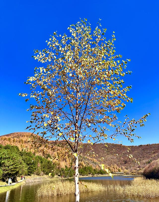 读唐诗看美景，让视觉和思绪一道欣赏黄叶遍地、层林尽染静美之景