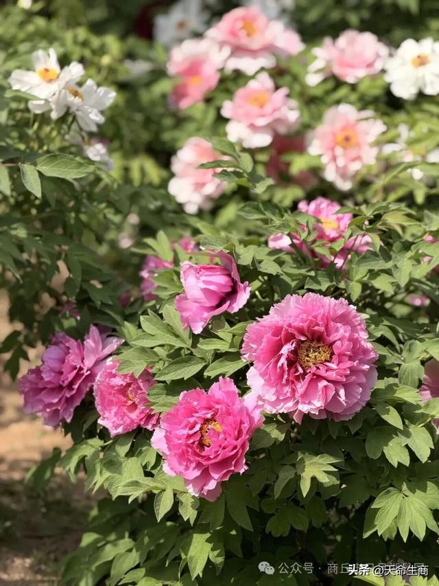 商丘市日月湖景区牡丹花开