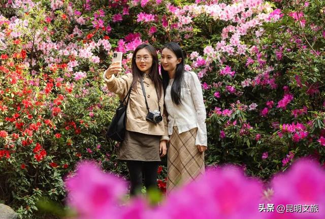 周末就冲！3月昆明赏花顶流杀疯了！杜鹃花海美到犯规，现在去正好！