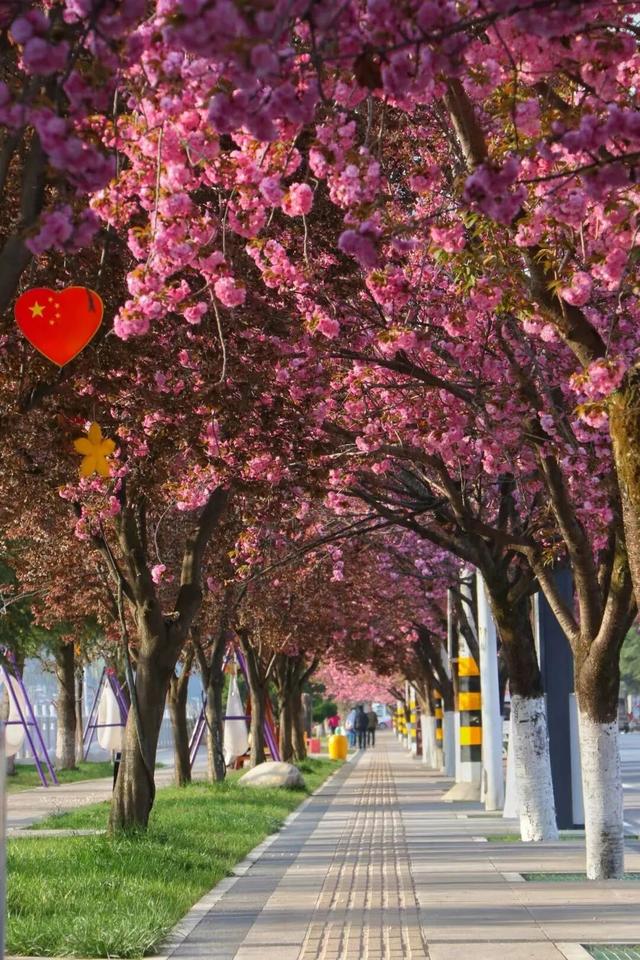 两当：一城繁花绘春色