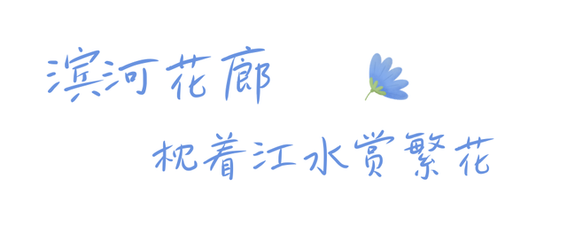 成都人太幸福了吧！出门就掉进蓝紫色花海里~