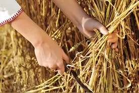 《说文解字》第877课：“利”这个字究竟是怎样造出来的？图片