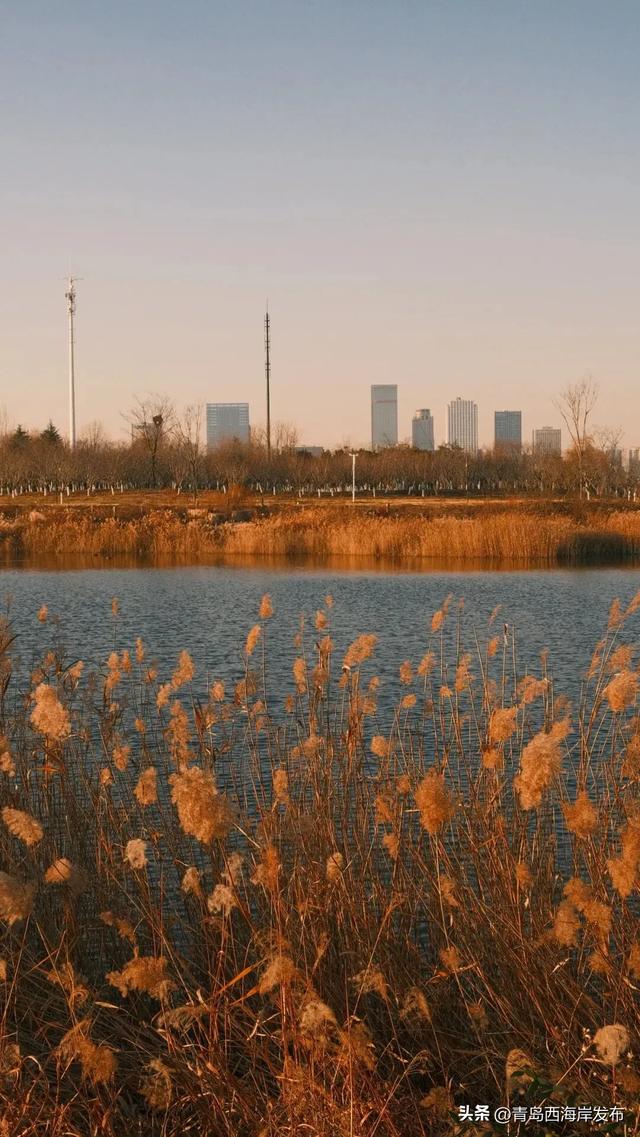 超级出片！西海岸这片芦苇荡氛围感拉满！