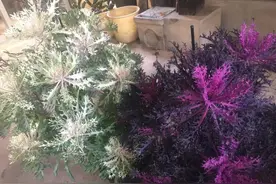 羽衣甘蓝好看能吃，不太好吃，适合天气凉爽后入手，可以养很多年图片