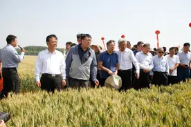 麦浪滚滚山东田，高产之星争风头！鲁研951、济麦44悄然崛起！图片