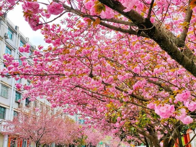 在两当，春天就要Color Walk→