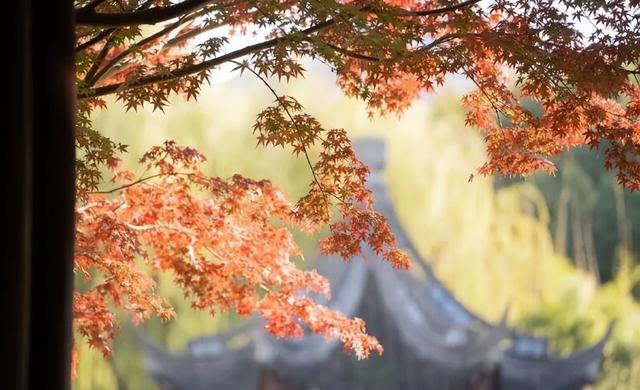 十二月暖阳拥抱着城市，古典园林披上迷人华服 我内心瞬间归于宁静