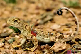 Sbike动植物百科：世界上十大反应速度最快的神奇动物（上）图片
