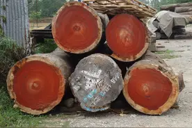 中国十大珍贵树种排名，海南黄花梨位列榜首图片