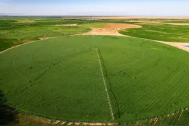 在沙漠“种”出好牛奶：特仑苏以全产业链思维，解锁荒漠中的绿色经济密码图片