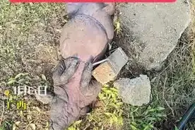 广西一村庄水井内发现被绑石头死猪，办酒席需大量用水才发现，半个村都吃这口井的水图片