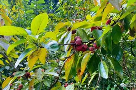 柘（zhè）树：隐藏在民间的“帝王木”！图片