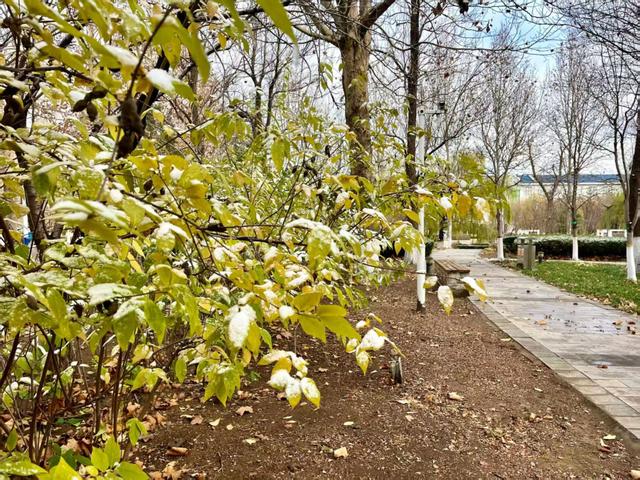 初雪滤镜下的潍坊，美得不一样~