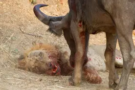 29张罕见的生物图：失去象鼻的小象太悲惨，小鹿欲与土狼同归于尽图片