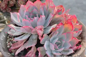 为什么大家更喜多肉蓝光而不爱广寒宫？仔细一问原来是这3个原因图片