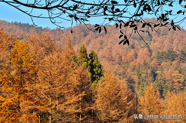 杭州自驾1小时，有个“秋日天花板”，满目金钱松，犹如童话世界