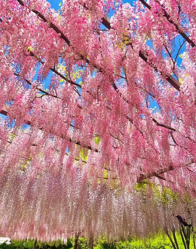 北京一处“最壮观”的紫藤花公园，犹如仙境一样美，震撼至极！