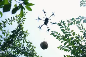 他们助力巫山脆李鲜香达全国图片