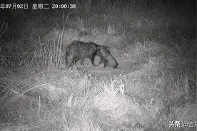 拖家带口来串门，国家二级保护动物貉子现身珲春图片