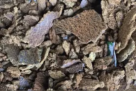 成本超低的饼肥，发酵后毫无异味，肥效甩化学肥料“八条街”！图片