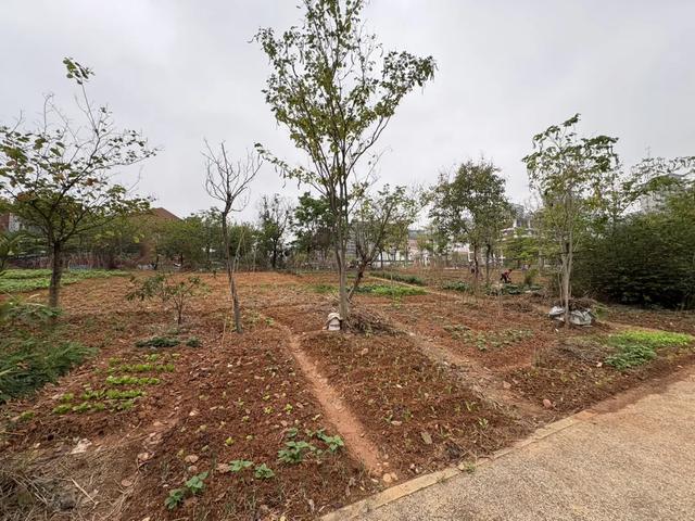 五象湖「最强景观」火了，公告成了废纸