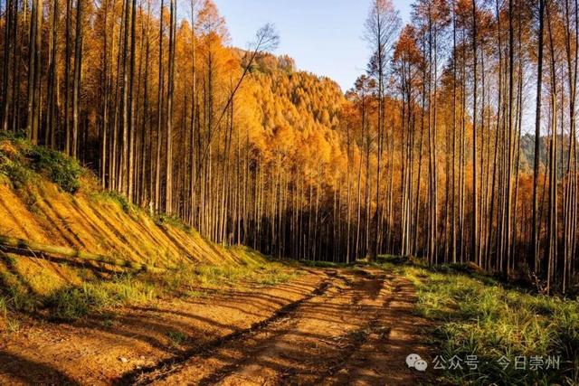 崇州彩林天花板🤩🤩🤩谁还没去过？