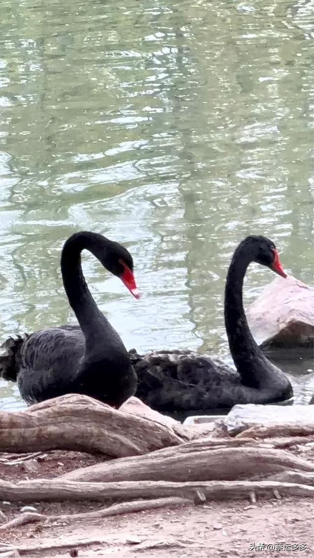 上海动物园的高颜值图鉴