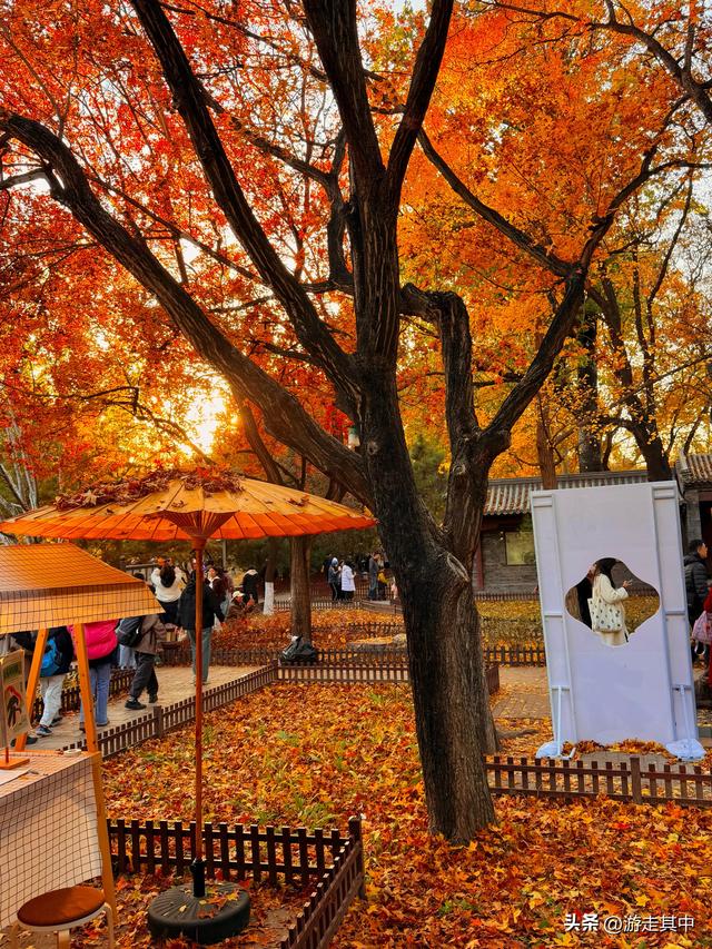 11月9日实拍！没人说地坛红叶这么好看啊…