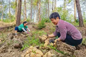 达州宣汉：特色产业铺就乡村振兴致富路图片