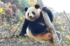 全世界居然有两种大熊猫，而且不是同一个祖先，还都生活在中国！图片