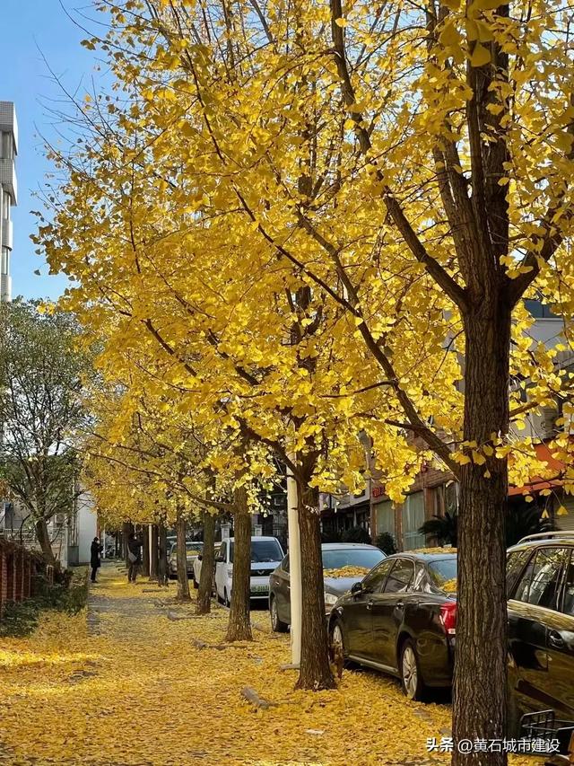 此刻 黄石下起黄金雨！
