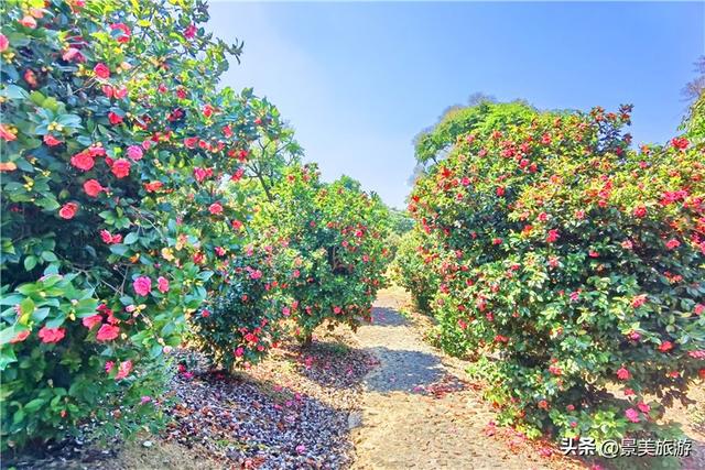 佛山卡玛缤纷花世界金秋茶花盛宴,邀你共赴一场国色天香之约
