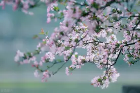 什么？数字π也能当飞花令图片