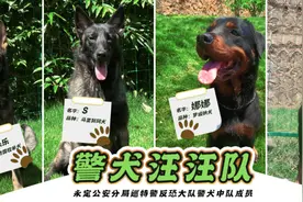 【警察故事】可“萌”可“猛”！这支“警犬汪汪队”获公安部通报表扬图片