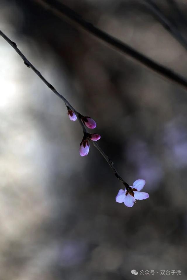 【视觉•双台子】十里桃香醉春风 满树芳菲映城郭