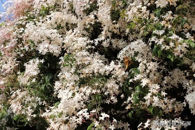 来石屏牛街赴一场与繁花的诗意之约~