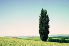 成语解读：杀身成仁——为真理而献身的忘我精神，舍生取义图片