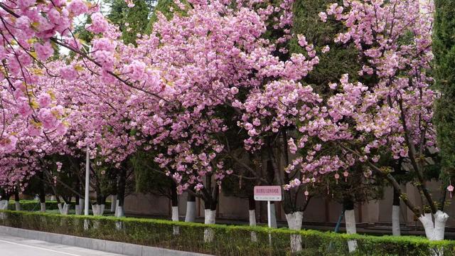 2026年徽县第八届金徽酒秦岭樱花节启幕