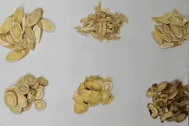 涨知识：甘肃黄芪、内蒙黄芪、野生黄芪哪种更好？图片