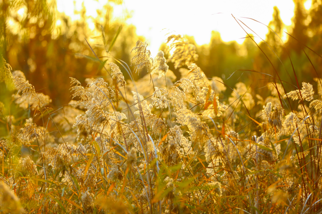 烟台秋日绝色盛宴筹备中，走！寻秋去！