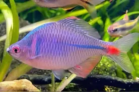 担心冬天鱼缸加热费电？来看看这十种冷水观赏鱼图片