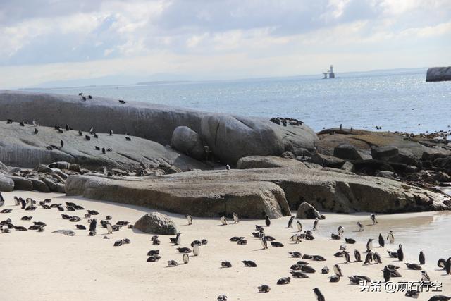 南部非洲：南非开普敦企鹅岛