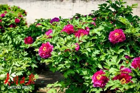 品种多，大同牡丹花迎来盛花期图片